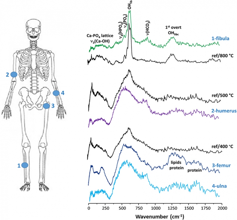 Old burned bones tell us about past cultures | Spectroscopy Europe/World