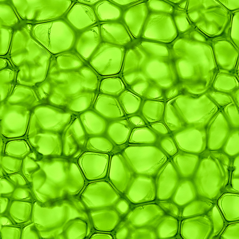 Single-cell spectroscopy reveals heterogeneity in metal adsorption ...