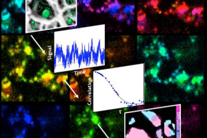 Diagrams and images of the paths fluorescent particles take as they diffuse through a porous nanoscale structure