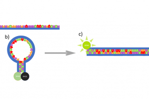 Diagram of the reaction between a molecular beacon and cDNA