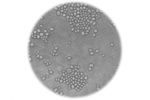 Microscope image of yeast cells