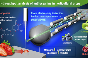 Conceptual diagram of high-throughput analysis for anthocyanins in horticultural crops using PESI/MS/MS