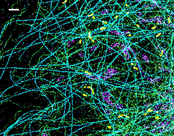 Spectrally resolved super-resolution microscopy image of four sub-cellular targets that were labelled by four far-red dyes at 10-nm spectral separation.