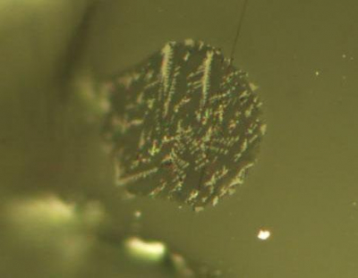 Photomicrograph of the melt inclusions