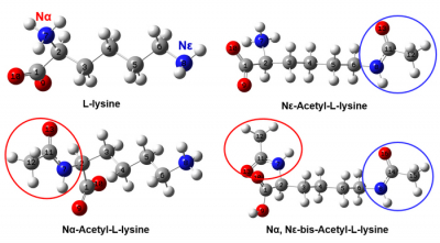 Diagram of the different acetylation states