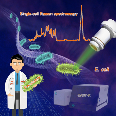 Diagram showing how Raman spectroscopy identifies E. coli persisters at the single-cell level