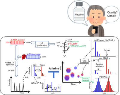 Diagram of the analysis procedure