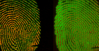 Images of fingerprints showing the change in distribution of palmitic acid and the more immobile waxy residue.