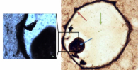 Optical micrographs of a protist fossil from silicified coastal carbonates. Raman mapping was carried out at low magnification over the full fossil (right), and at high magnification (left). Cell walls, collapsed cell contents, and quartz infilling cement are indicated by the red, blue and green arrows, respectively. Courtesy of the researchers.