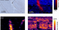 Light and mass spectromert imaging of tissue samples