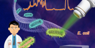 Diagram showing how Raman spectroscopy identifies E. coli persisters at the single-cell level